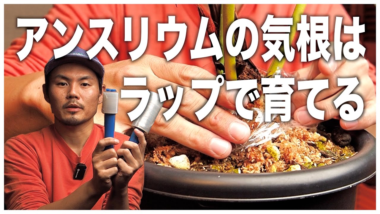 【必見】アンスリウムの気根をラップで育てよう！使い方のHOWTOや実際の株を観察しながら、おすすめの使用方法も解説します【観葉植物】