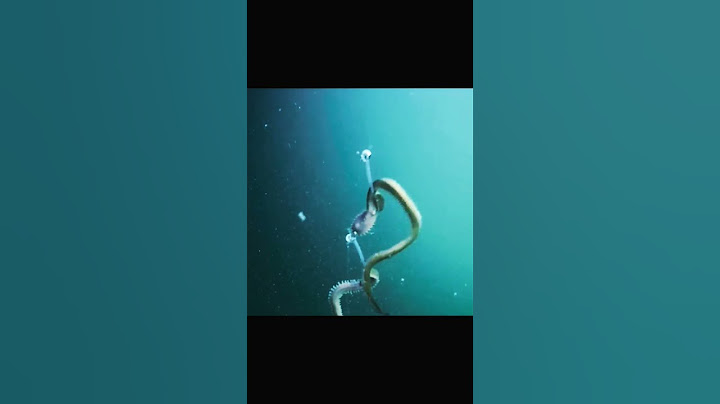 Cara ikan makan umpan cacing laut #fishing #mancing #fishingvideo