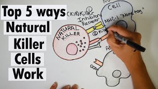 Natural Killer cells | Top 5 ways Natural Killer cells work