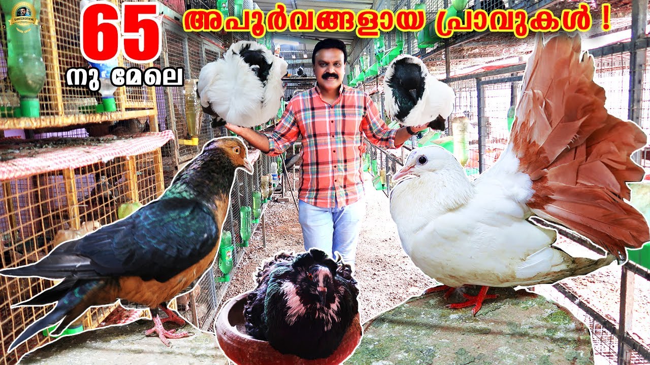 അപൂർവങ്ങളായ 65 ൽ പരം pigeons യുമായി ഒരു ഗംഭീര farm |Pigeons Farming Malayalam|Pravu Valarthal Kerala