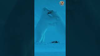 قوة الدب القطبي #طبيعة #اكسبلور #العلم #السعودية #nature #Amazon2025