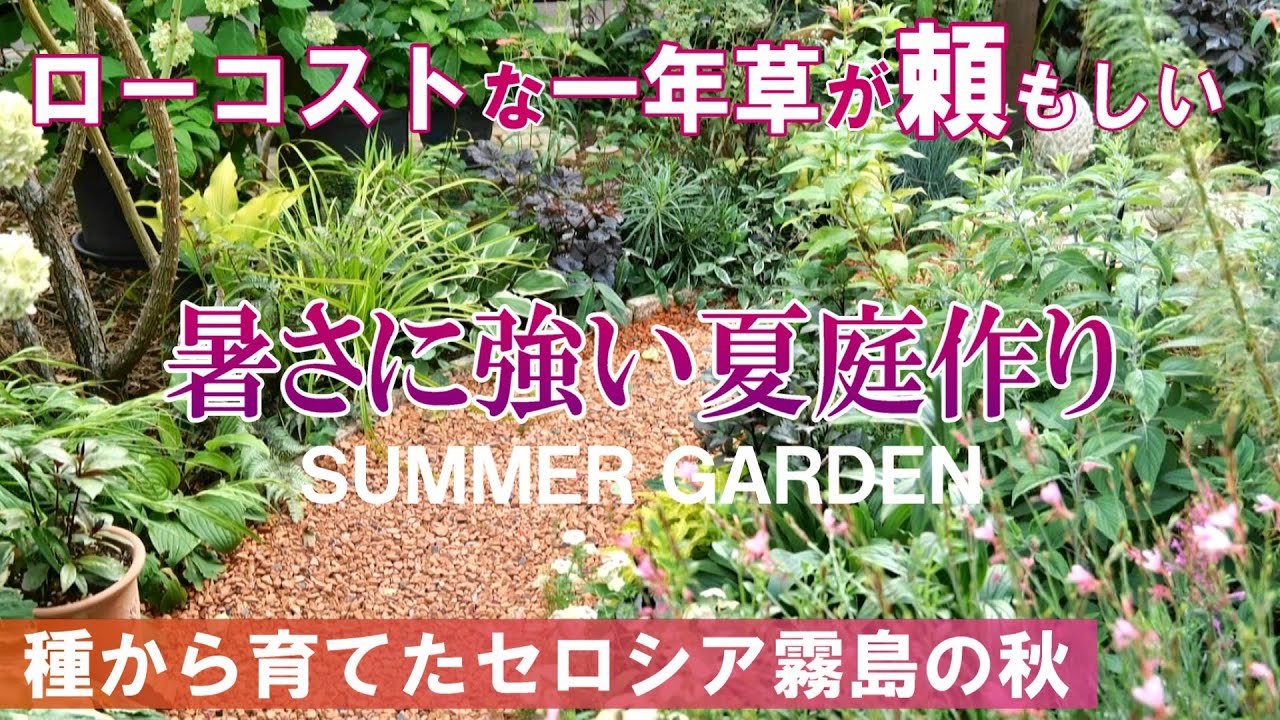 【秋まで美しい夏庭作り】ローコストな夏の一年草が頼もしい｜沢山作った霧島の秋｜ガーデニング