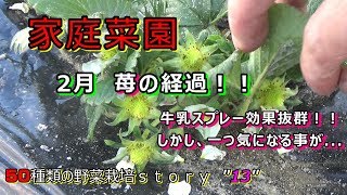 家庭菜園 ２月現在の野菜の様子 苺のアブラムシ対策に牛乳スプレーをした結果 効果抜群 しかし 一つ気になる事が これも解決したよ Youtube