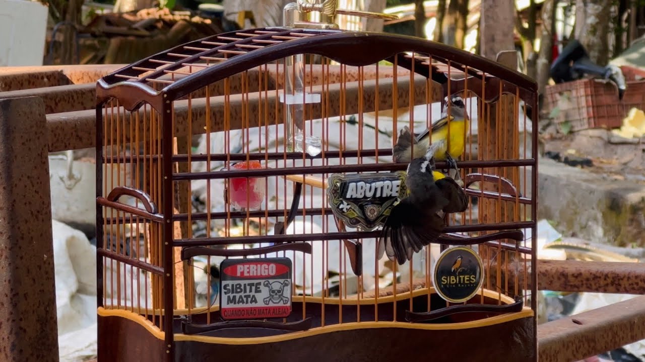 🔥 SIBITE SOLTO NA CAMPEADA PRA FOGUEAR O SEU RAPIDO! ✅ ( Sibites e cia )