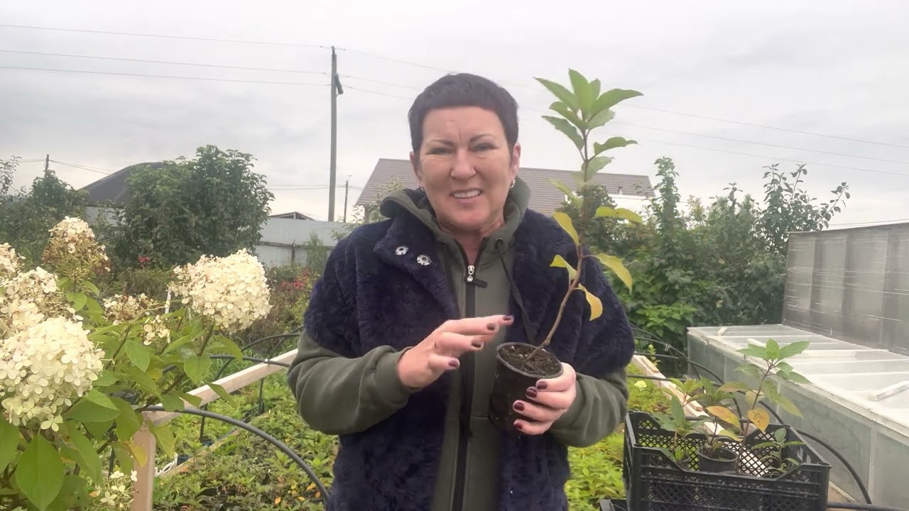 Штамбовая гортензия. Что сделать весной обязательно.