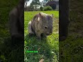This Animal Poops Cubes 😳