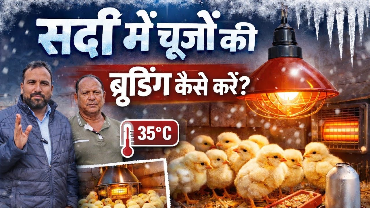 सर्दी मैं चूजों की ब्रूडिंग कैसे करें ! Sardi me brooding | ब्रूडिंग 