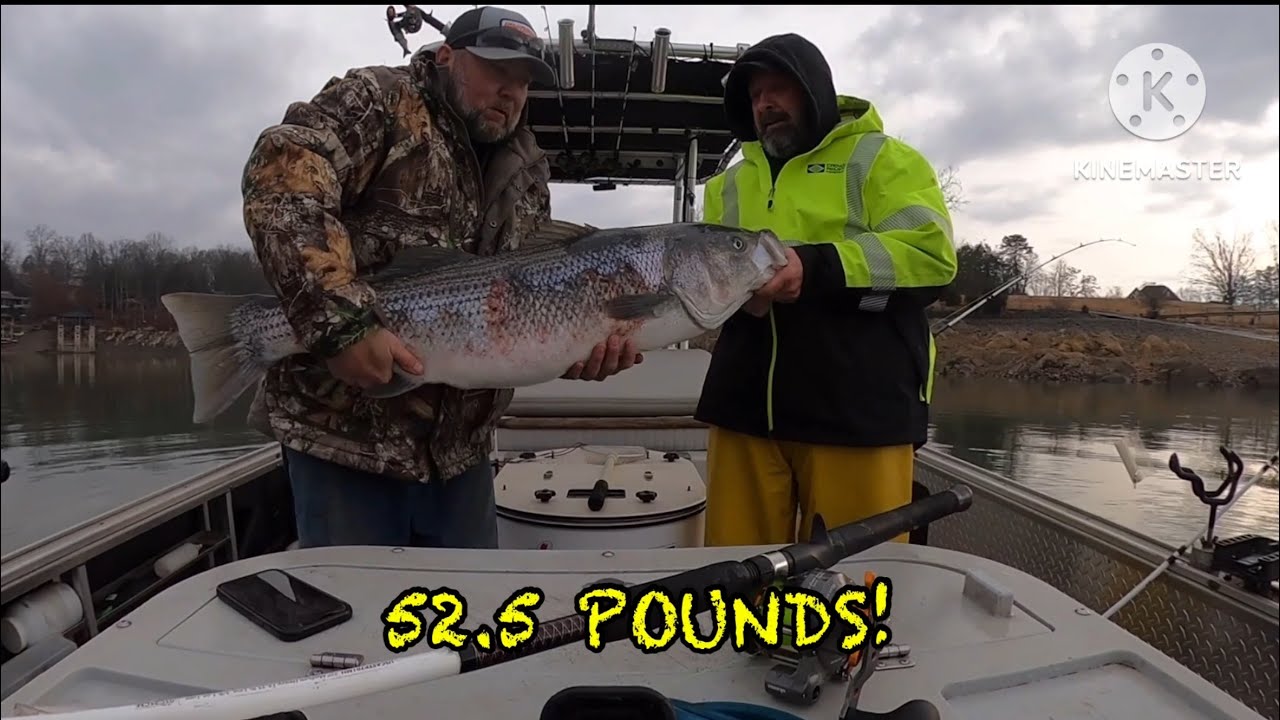 BOONE LAKE IS ON FIRE!🔥🔥MONSTER STRIPER