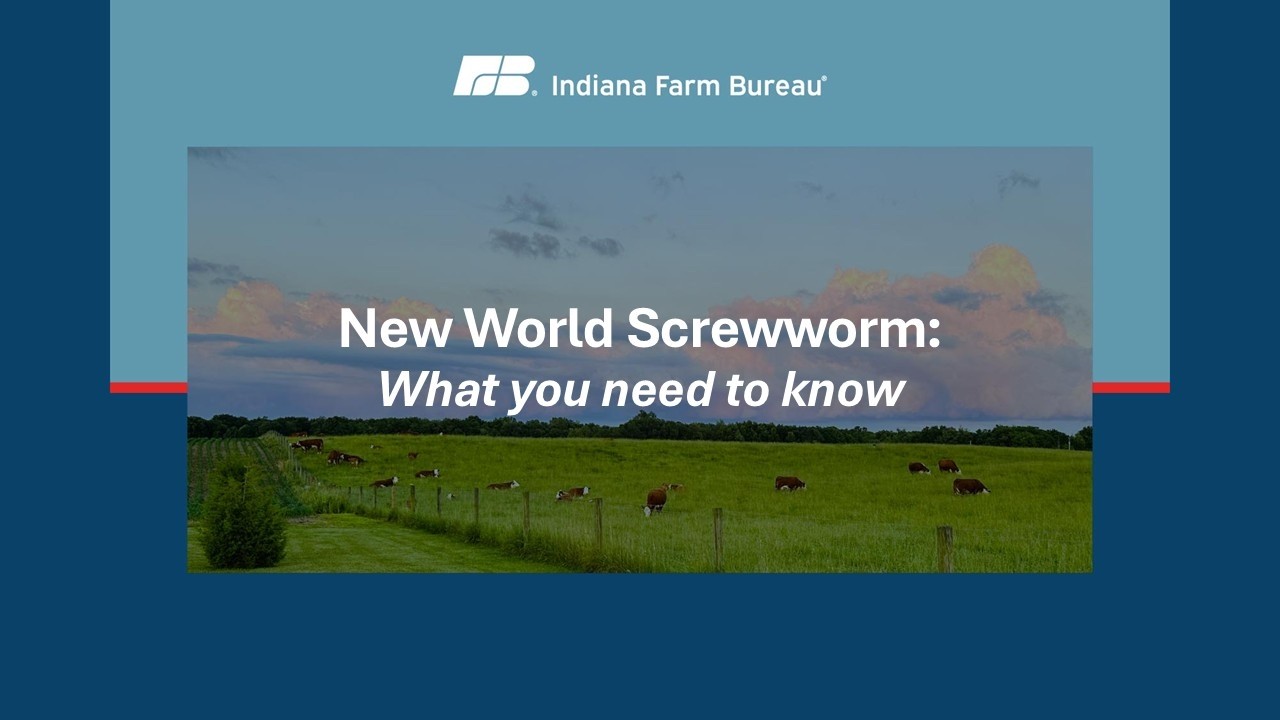 New World Screwworm: A Growing Threat to Livestock