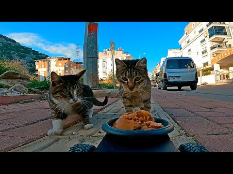 Large pack of stray cats reacts funny to a food delivery robot!
