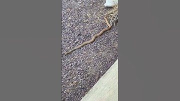 Gopher Snake in the driveway Fairview Mountain Mojave Desert CA
