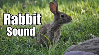 10 Minutes - Rabbit Sound Effect  - different Rabbit sounds * HIGH QUALITY *