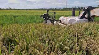 SPEEDRUN HARVEST! MAXIMUM EFFICIENCY RICE PROCESSING WITH ADVANCED HARVESTER - Agriculture Farming