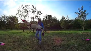 Labrador retriever frisbee