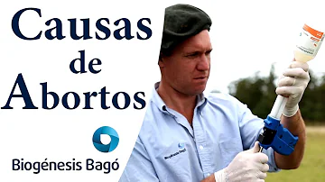 O que acontece quando a vaca perde a cria?