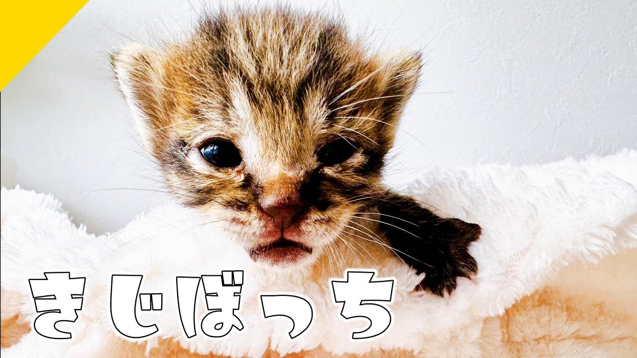 コパークラフト  題名「子猫のママは あたし」 コパークラフト 題名「子猫のママは あたし」 Sad news] Dad cat