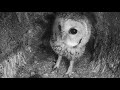 Tawny Owl Nest Search Begins | Discover Wildlife | Robert E Fuller
