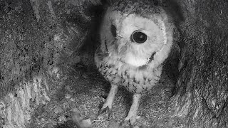 Tawny Owl Nest Search Begins | Discover Wildlife | Robert E Fuller