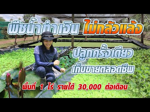 วีดีโอ: พืชกินได้สำหรับสวนบึง – ปลูกผักในสวนบึงได้ไหม