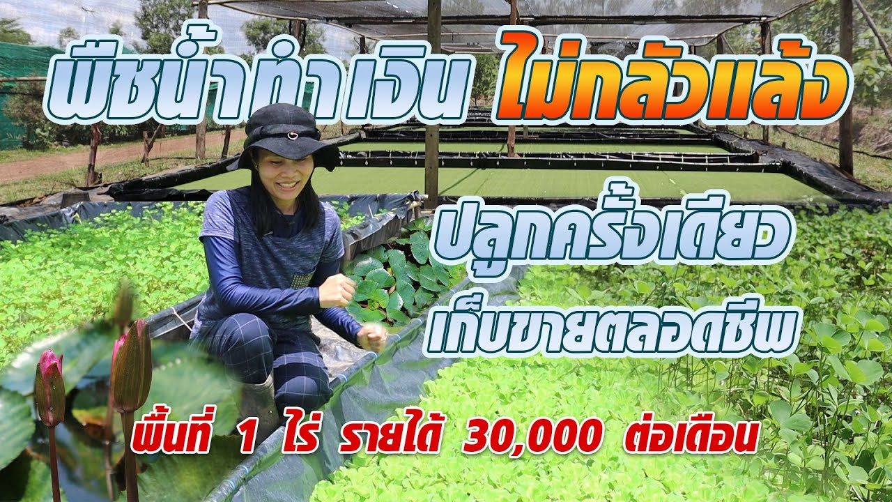 พืชน้ำทำเงินไม่กลัวแล้งพื้นที่ 1 ไร่ รายได้สามหมื่นต่อเดือน #เกษตรอารมณ์ดี