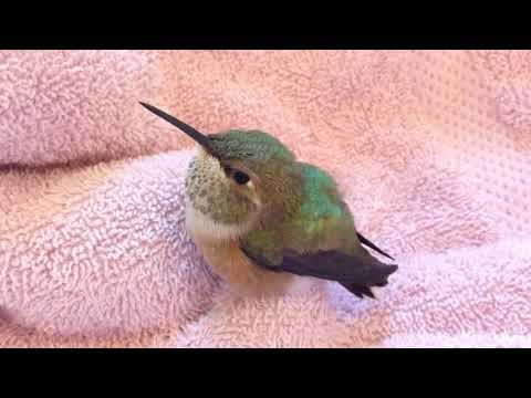 Baby Rufous Hummingbird
