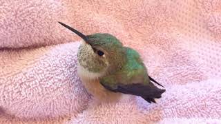 Baby Rufous Hummingbird
