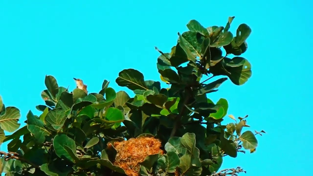 Small bird with louder calls - Jungle prinia call
