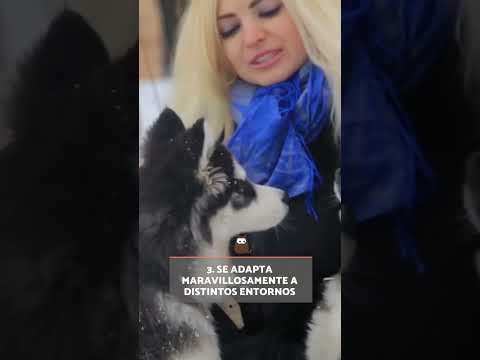 Vídeo: Com es va fer el husky siberià?