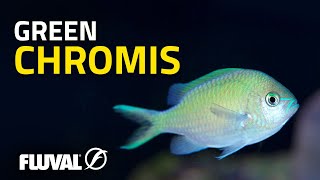 Species Spotlight | Green Chromis