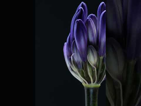 Video: Snoei van Agapanthus-plante - Leer hoe om Agapanthus te snoei