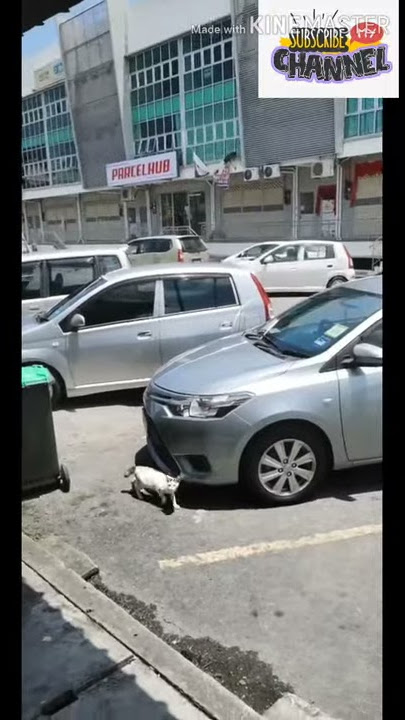 Viral Bergaduh Di Kedah Lain Macam.