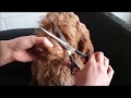 australian labradoodle puppy grooming