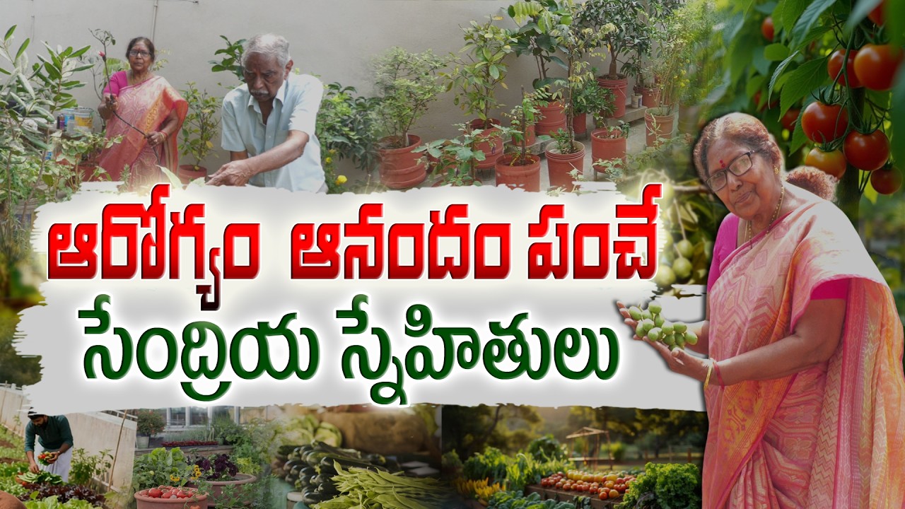 Organic Friends Upstairs | Shiva Parvathi TerraceGarden, #HyderabadGardening, #UrbanFarming