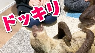 あにまるずのメンバーにドッキリを仕掛けられた！！