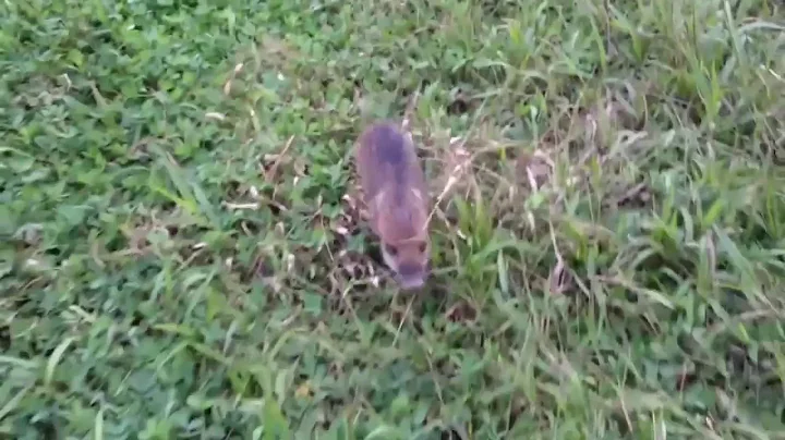 The jungle pig