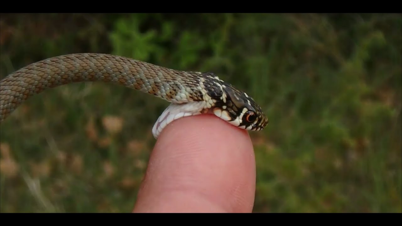 Cute Snake