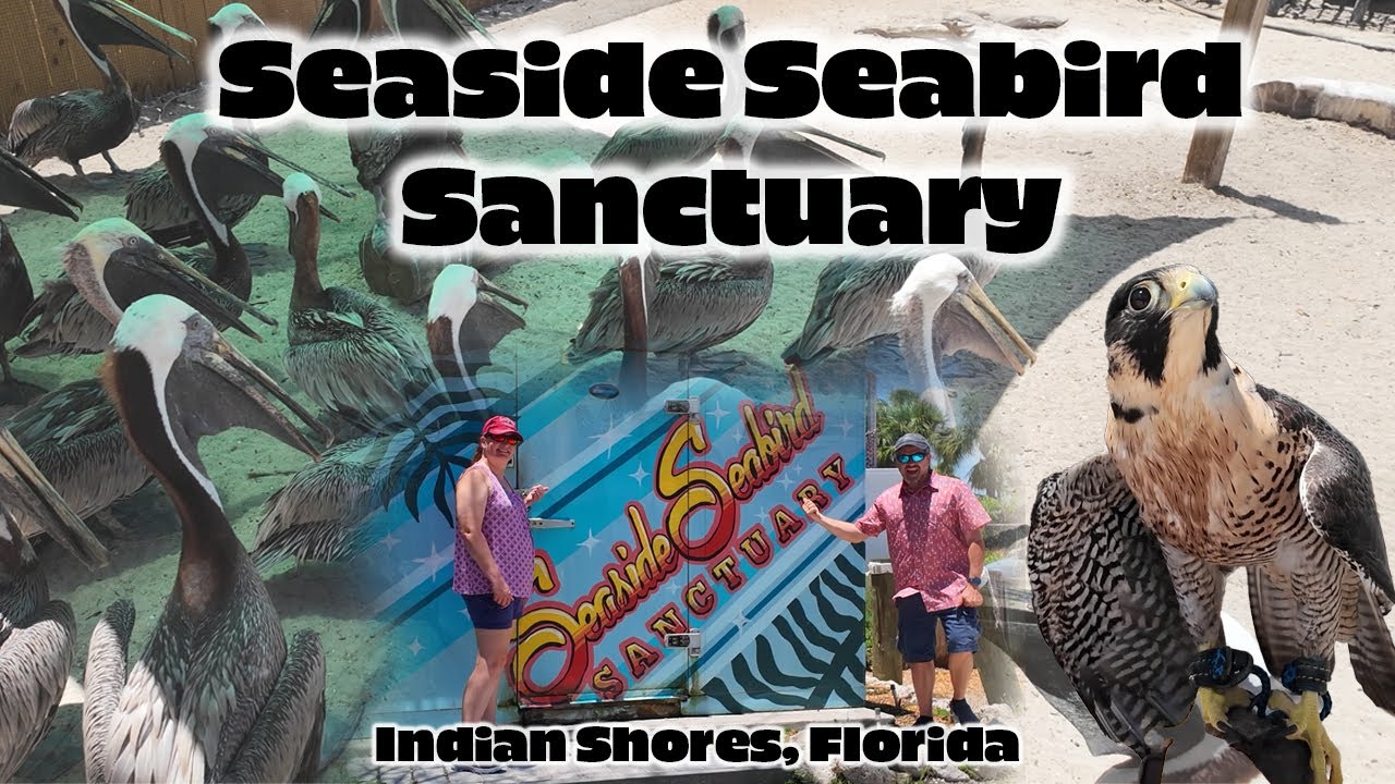 Seaside Seabird Sanctuary Indian Shores FL 2025