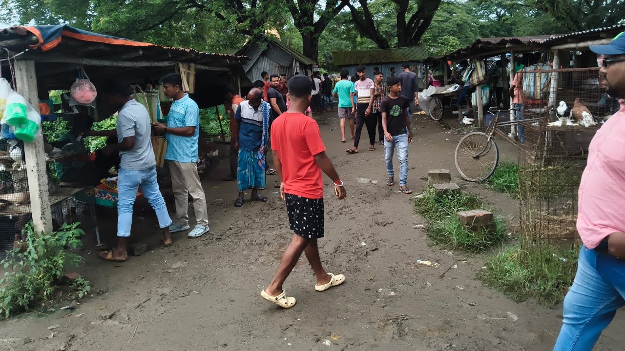 বনগাঁ মেদে পায়রা হাট 02:010:2025 | নদীয়া জেলার বিখ্যাত পায়রা হাট | 500 থেকে 600 টাকা জোড়া পায়রা
