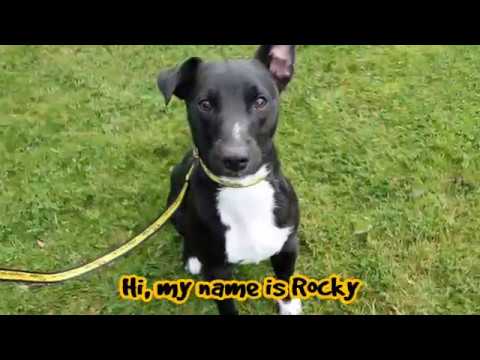 wales wisconsin Dogs Trust Darlington - Rocky