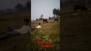 Dasi lol993235
