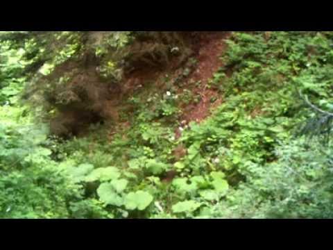 ირმები ბორჯომ-ხარაგაულის  ეროვნული პარკში