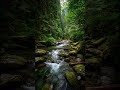 “Wild Forest River 🌿🌊 Frozen in a Perfect Moment”