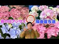 今年の母の日のアジサイはこれで決まり！おすすめ５種類を紹介【紫陽花】