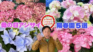 今年の母の日のアジサイはこれで決まり！おすすめ５種類を紹介【紫陽花】