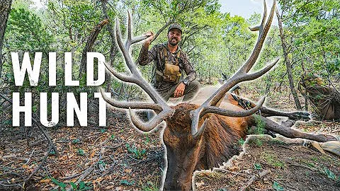 ELK Bugle Fest on PUBLIC LAND (New Mexico ARCHERY w/ UnGuided)
