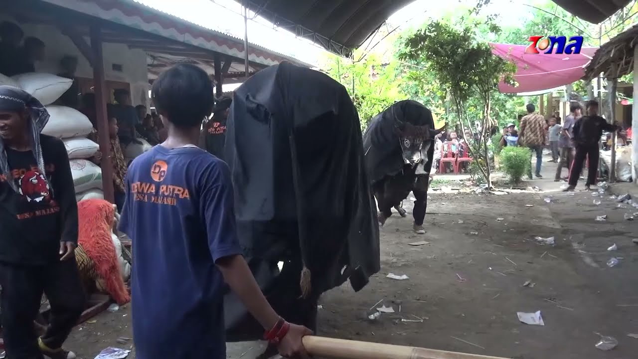 Atraksi Part 2| Singa Depok DEWA PUTRA | Minggu, 24 Oktober 2021