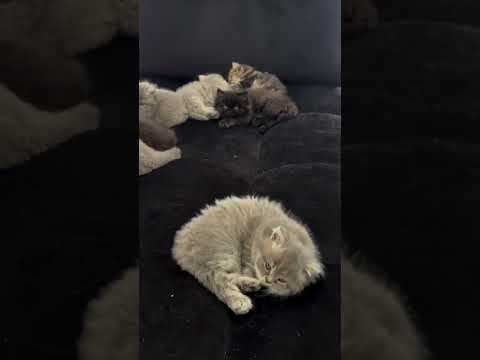 catslover