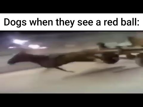 Animal Slander 2