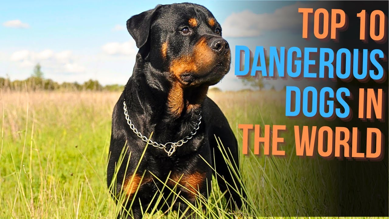 TOP 10 MOST DANGEROUS DOGS IN THE WORLD