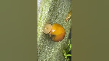 Cận Cảnh Ốc Táo Ăn Thức Ăn